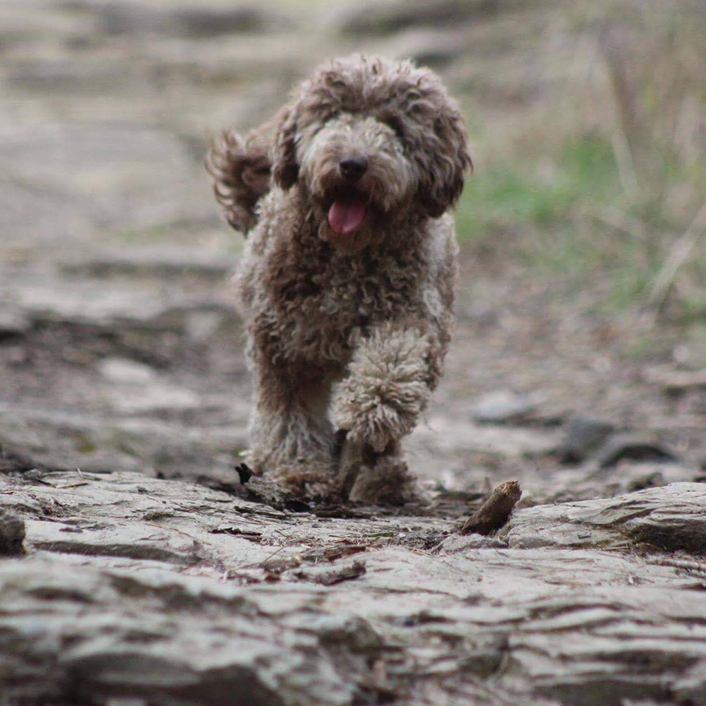 dudley