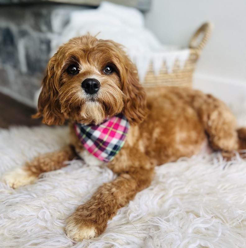 54548886722_2c093d2e0d_c