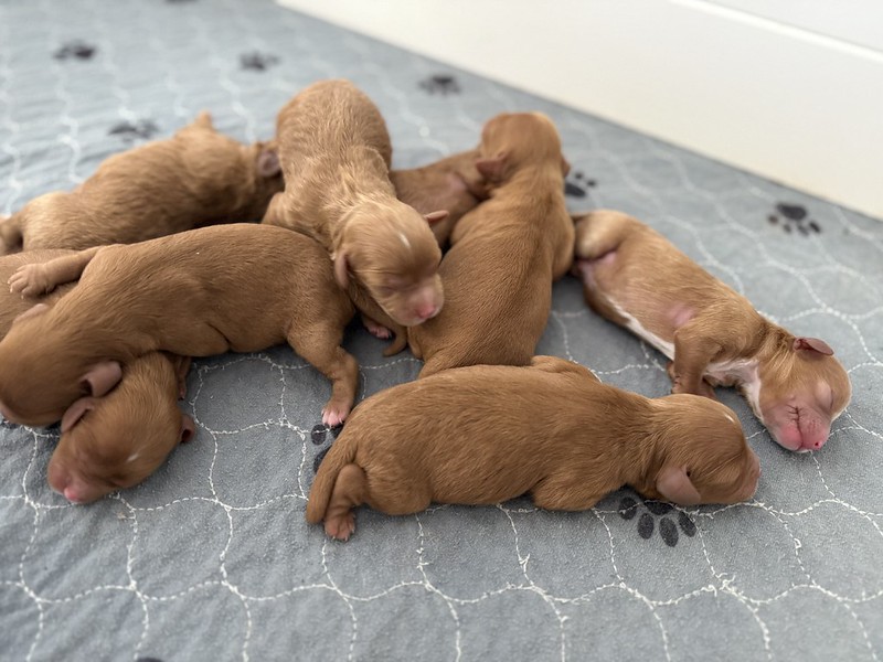 54970221863_0fc6f3d17a_c (1)