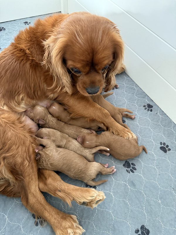 54970221883_d633c39460_c