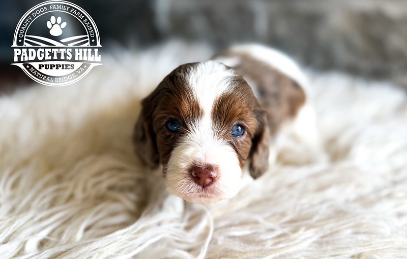 55026047277_c217f41839_c