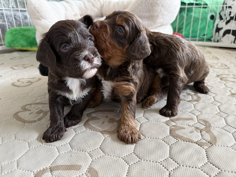 55044688679_81bd4f7783_c