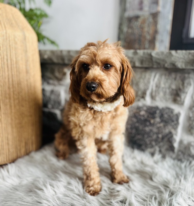 55153231419_fd8c7e5e15_c