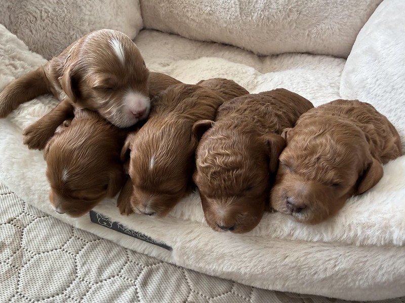 55154504507_607719de78_c