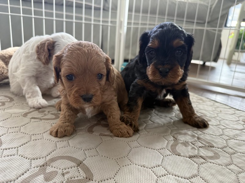 55168897434_918a040485_c